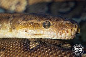 Image result for Dissotis anchietae