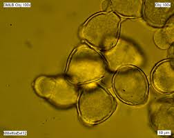 Image result for Millettia eetveldeana