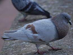 images?q=tbn:ANd9GcTt2kpBxXDDRIlXsb2LOZD