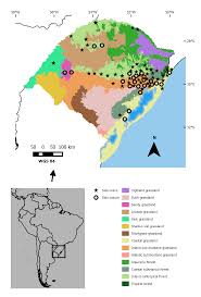 Image result for Sida urens