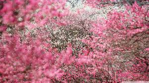 37 Japanese Cherry Blossom Wallpaper 1920x1080 On Wallpapersafari Free pink cherry blossoms wallpapers hd, wallpapers hd, more than 1,000,000 widescreen hd desktop wallpapers downloads, main category: 37 japanese cherry blossom wallpaper