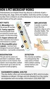 Pet Microchip Pet Clinic Losing A Pet Vet Medicine