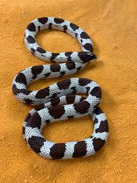 We have plenty of knowledgeable readers who are always glad to help. California Kingsnake Fact Sheet C S W D