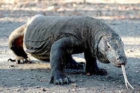 Komodo Dragon World S Largest Lizard Komodo Dragon Venomous Animals Komodo