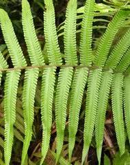 Image result for Ctenitis cirrhosa