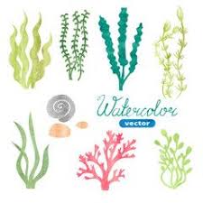 Set Of Watercolor Seaweed Corals And Stones Isolated On White Background Underwater Watercolor Algae Set A Underwater Plants Coral Painting Aquarium Drawing