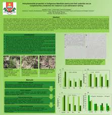 Image result for Nicolasia costata