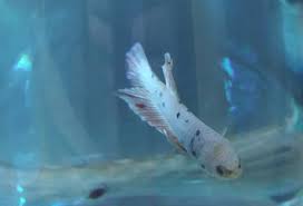 These jumping genes are pieces of dna. Kianmeng Org Betta Spawn Log Bsl20180125 Hmpk Marble M X Hmpk Blue S