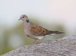 Gib ihnen bis zum 19.märz deine stimme! Vogel Des Jahres Naturschutzbund Osterreich