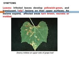 Why Are There Brown Spots On Grapes: Causes And Quick Fixes - Evergreen  Seeds
