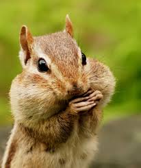 Chipmunk eating chipmunk portrait squirrel cheeks chipmunk cartoon chipunk woodland animals squirrel icons chipmunk face chipmunk isolated ground squirrel. It S The Roaring 20s For Chipmunks Montclair Local News