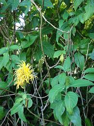 Image result for Justicia aurea