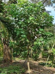 Image result for Gyrocarpus