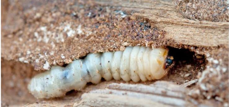 Detecting Active Woodworm in Your Home | Peter Cox Blog