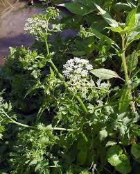 Image result for Sium repandum