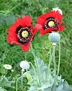 Choose from contactless same day delivery, drive up and more. Poppy Wikipedia