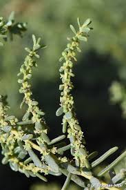 Image result for Suaeda monoica