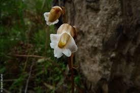 Image result for Gastrodia