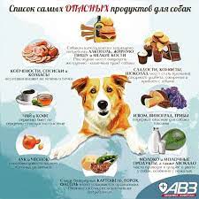 dlya informacii kvartaldruzhnyjbarnaul kvartaldruzhnyj zootovarybarnaul zoomagazinbarn puppy training dog care dog cat