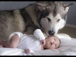 Cathrine p ferris september 2, 2019. Husky Siberian And Babies Playing Videos Compilation 2016 Cute Dogs Love Babies Youtube Cute Dogs Cute Cats And Dogs Baby Dogs