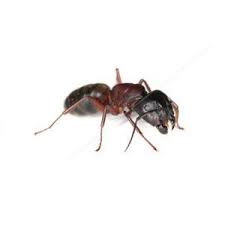 Comment Eliminer Les Fourmis Charpentieres Dans Votre Maison Fourmis Charpentieres Comment Eliminer Les Fourmis Fourmis