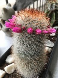 On the cacti forum, this is a common situation: The Crown Of Flowers On My Cactus Succulents