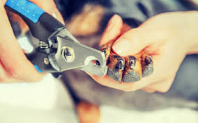 best dog nail clippers of 2019 dogviously