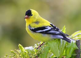 Do goldfinches migrate in winter? American Goldfinch Backyard Birds Goldfinch Beautiful Birds