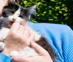 Feb 16, 2016 · how to stop a cat from biting (and train a kitten not to!) if your vet has ruled out any medical explanation for biting, make sure your cat has a daily outlet for predatory playing. How Can I Make My Kitten Stop Biting