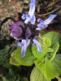 Image result for Coleus caninus