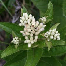 Image result for Pluchea