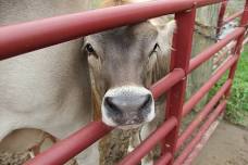 Dairy Day