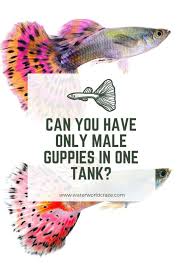 Can You Have Only Male Guppies In One Tank Waterworld Craze In 2020 Guppy Guppy Fish Pet Fish