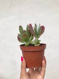 Flapjack Succulent Kalanchoe Succulent Kalanchoe Flapjack Pink Plant Live Succulent Real Succulent Live Plants Real P Succulents Real Plants Live Plants