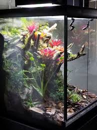 Terrarium Goal Reptiles Reptiles Vivarium Goal Reptiles Terrarium Vivarium Tropical Terrariums Terrarium Frog Terrarium