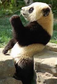 Panda Panda Panda Panda Panda Panda Bear Animals Beautiful Baby Animals