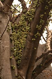 Image result for Ficus sansibarica