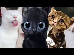 Funniest Dogs And Cats Funny Animals Cc Funny Animals Videos Youtube Funny Animal Videos Animals Funny Animals