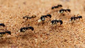 Residential pest control nedd x is a premier pest control company that has earned the reputation for using intense pest control treatment that results in state licensed pest pro offering pest services offered for a variety of pests included are: Pest Control Bedbug Treatments