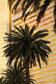 Palm Trees Well known palm trees are: angela b pan