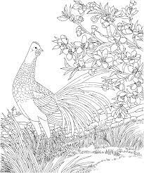 Blue hen chicken / gallus… it might seem as though free coloring pages would lack sophistication, but you are to be surprised by the kidspressmagazine advanced rooster coloring page! Free Printable Coloring Page Delaware State Bird And Flower Blue Hen Chicken Peach Blossom Edu Bird Coloring Pages Animal Coloring Pages Coloring Book Art