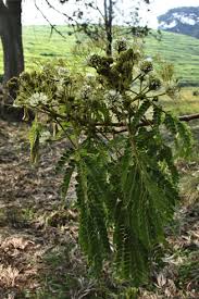Image result for Albizia adianthifolia