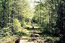 What kind of animals live in bashakill ny? D H Canal Trail Bashakill Wildlife Management Area New York Trails Traillink