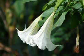 Image result for Brugmansia