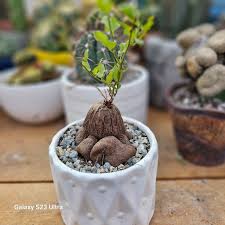 Image result for Dioscorea asteriscus