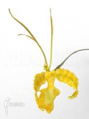 Image result for Tulbaghia cameronii