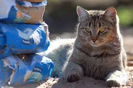 Tnr is listed in the world's largest and most authoritative dictionary database of abbreviations and acronyms. Tnr Fundraising Best Friends Animal Society