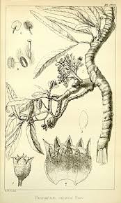 Image result for Parinari capensis