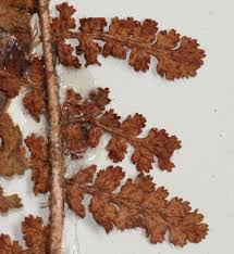 Image result for Mohria vestita