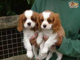 Cavalier King Charles Spaniel Puppies For Sale Kidderminster Worcestershire Pets4homes King Charles Puppy King Charles Dog King Charles Cavalier Spaniel Puppy